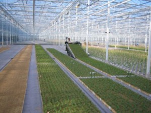 greenhouse