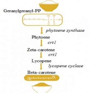 Golden_Rice_formation