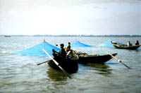 Shrimpsfishing-1