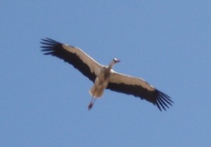 StorkinFlight
