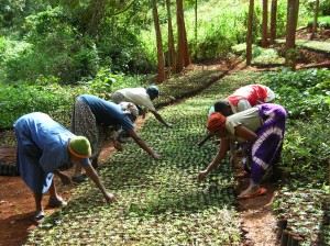Tumutumu Hills nursery