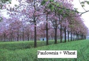 agroforestry4