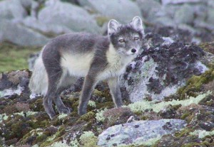 arcticfox