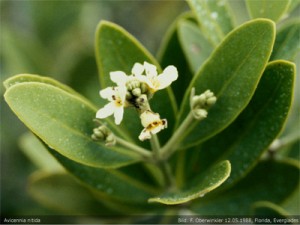 avicennia_nitida5_m