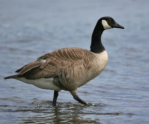 canadagoose1