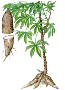 cassava2