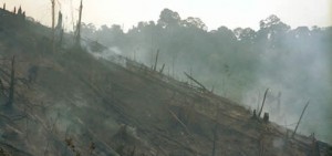 deforestation_riau_indonesia_avedder