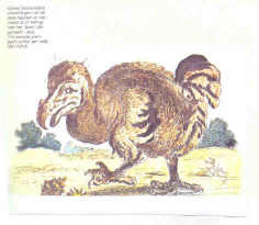 The dodo bird