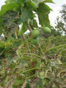jatropha1