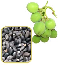jatrophaseeds