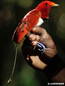 kingbirdofparadise
