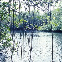 mangrove2-1
