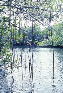 mangrove2-1