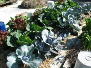 rooftopgarden2