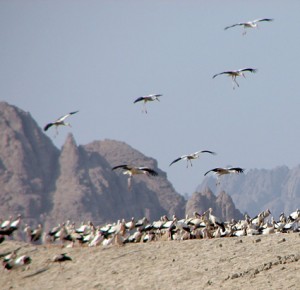 storks2