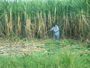 sugarcane2
