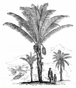 sugarpalm2