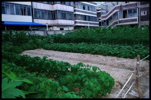 urbanfarm