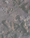 Footprints Laetoli The footprints of Laetoli