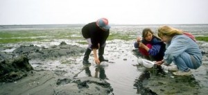 waddenzeeschool