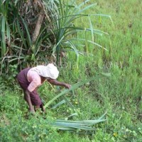 In third world countries most of the farming work is done by women