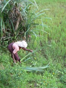 woman farmer In third world countries most of the farming work is done by women
