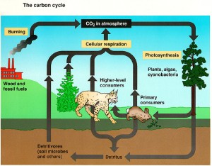 carboncycle