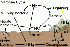 nitrogencycle