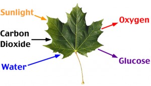 photosynthesis