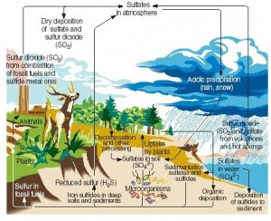 sulphur cycle