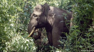 sumatraanse olifant