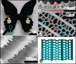 butterfly-wings-idea-boosts-hydrogen-production_1_26312