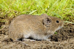 Veldmuis_PaulvanHoof