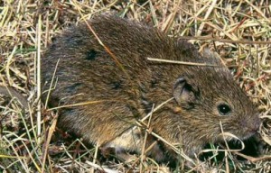 veldmuis2