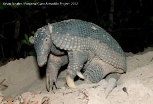 Giant Armadillo (Priodontes maximus) Wild, Pantanal, Brazil