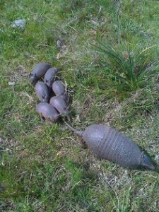 giant armadillo met jong