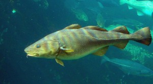 Cod-2b-Atlanterhavsparken-Norway