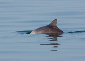 bruinvis-oosterschelde-20112