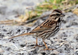 Song_Sparrow_