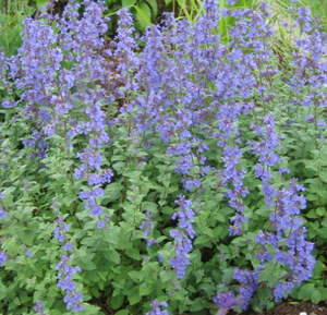 catnip
