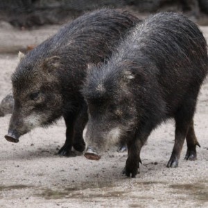 peccary3