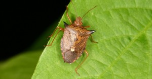 stinkbug