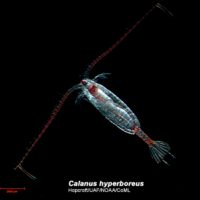 copepod