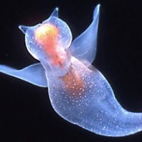 sea_angel-12