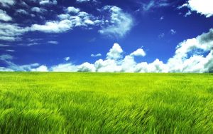 grasslands-background-1