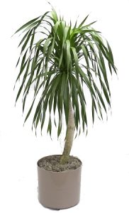 dracaena-arborea