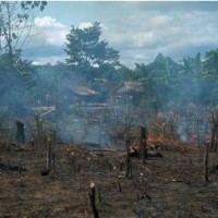 Slash and burn agriculture in Amazonian rainforest